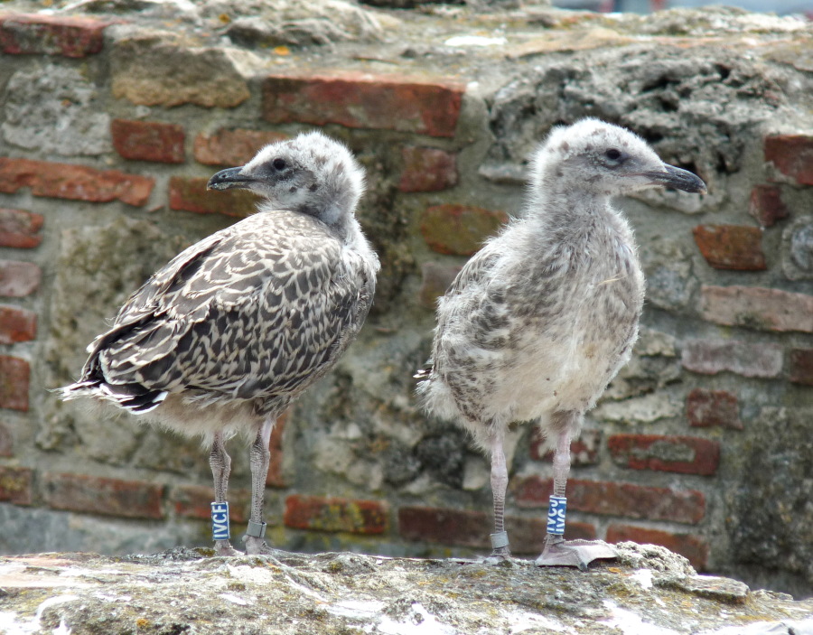 Larus michahellis ?